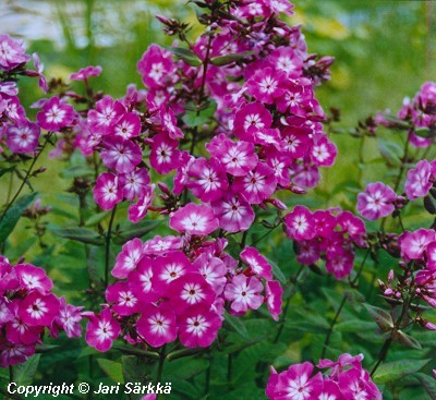  Phlox paniculata Wilhelm Kesselring 